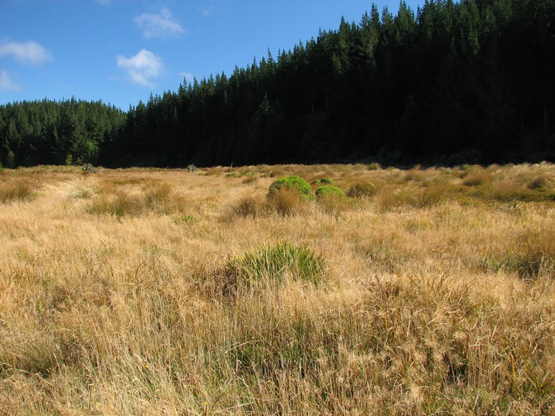 Waipori Tussock Wetland Reserve